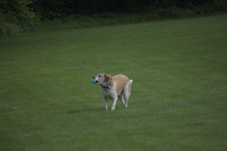 20250602_BIRDS and dog park and MORE BIRDS__DSC0533_.jpg