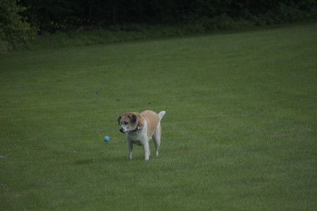 20250602_BIRDS and dog park and MORE BIRDS__DSC0534_.jpg