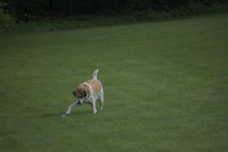 20250602_BIRDS and dog park and MORE BIRDS__DSC0535_.jpg