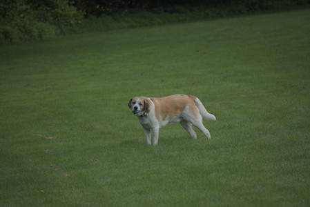 20250602_BIRDS and dog park and MORE BIRDS__DSC0541_.jpg