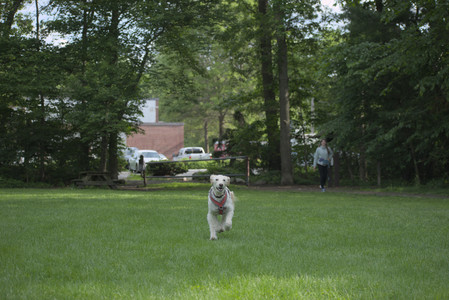 20250602_BIRDS and dog park and MORE BIRDS__DSC0542_.jpg