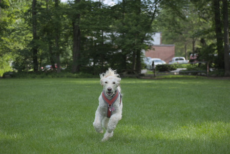 20250602_BIRDS and dog park and MORE BIRDS__DSC0546_.jpg