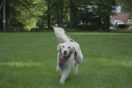 20250602_BIRDS and dog park and MORE BIRDS__DSC0547_.jpg