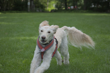 20250602_BIRDS and dog park and MORE BIRDS__DSC0548_.jpg