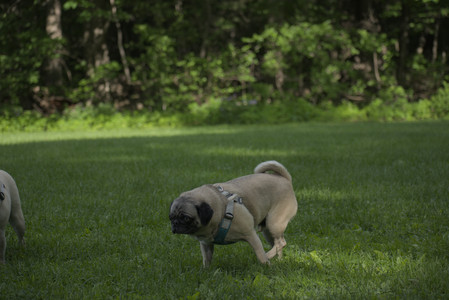 20250602_BIRDS and dog park and MORE BIRDS__DSC0553_.jpg