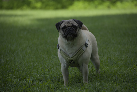 20250602_BIRDS and dog park and MORE BIRDS__DSC0557_.jpg