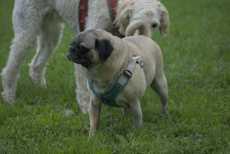 20250602_BIRDS and dog park and MORE BIRDS__DSC0560_.jpg