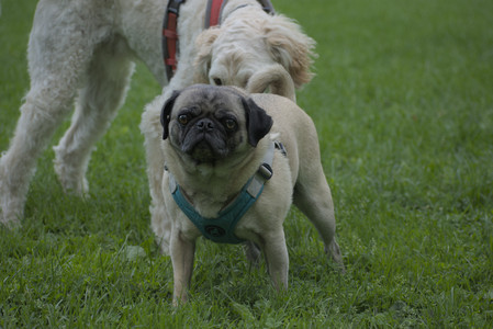 20250602_BIRDS and dog park and MORE BIRDS__DSC0563_.jpg