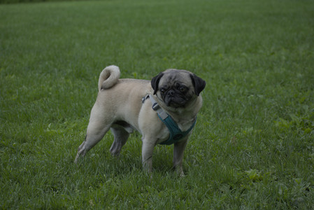 20250602_BIRDS and dog park and MORE BIRDS__DSC0564_.jpg