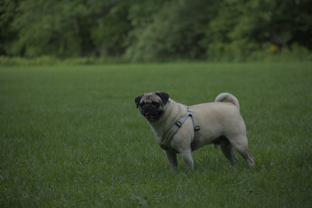 20250602_BIRDS and dog park and MORE BIRDS__DSC0574_.jpg