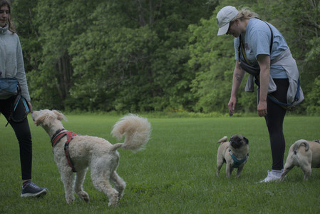 20250602_BIRDS and dog park and MORE BIRDS__DSC0581_.jpg