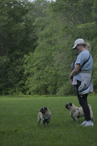 20250602_BIRDS and dog park and MORE BIRDS__DSC0583_.jpg