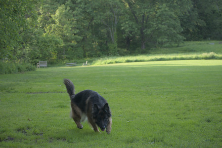 20250603_Birds of Cambridge and dog park__DSC0429_.jpg