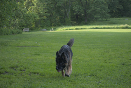 20250603_Birds of Cambridge and dog park__DSC0432_.jpg