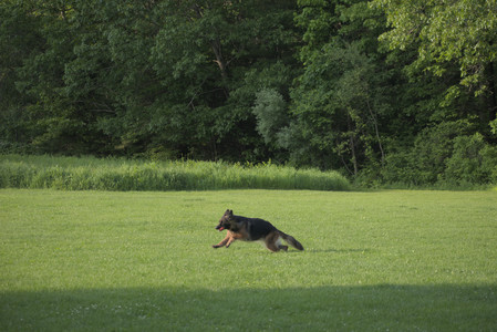 20250603_Birds of Cambridge and dog park__DSC0440_.jpg