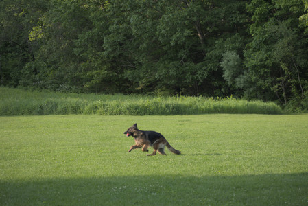 20250603_Birds of Cambridge and dog park__DSC0442_.jpg