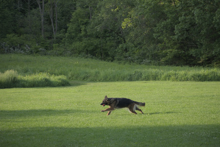 20250603_Birds of Cambridge and dog park__DSC0445_.jpg