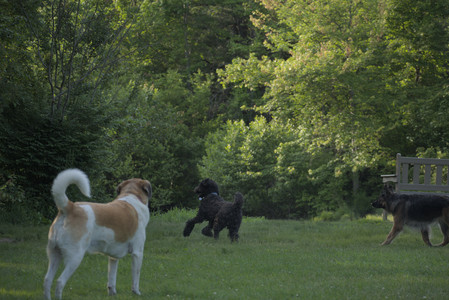 20250603_Birds of Cambridge and dog park__DSC0449_.jpg