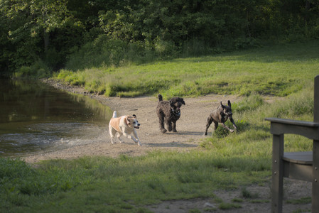20250603_Birds of Cambridge and dog park__DSC0451_.jpg