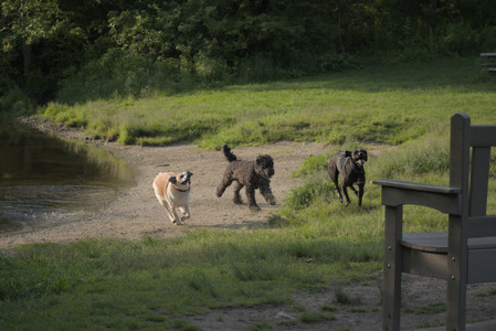 20250603_Birds of Cambridge and dog park__DSC0452_.jpg