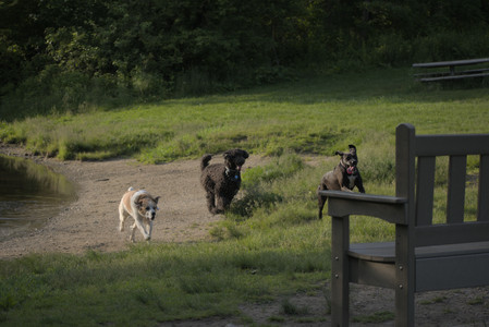 20250603_Birds of Cambridge and dog park__DSC0453_.jpg