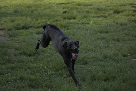 20250603_Birds of Cambridge and dog park__DSC0456_.jpg