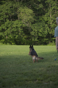 20250603_Birds of Cambridge and dog park__DSC0463_.jpg