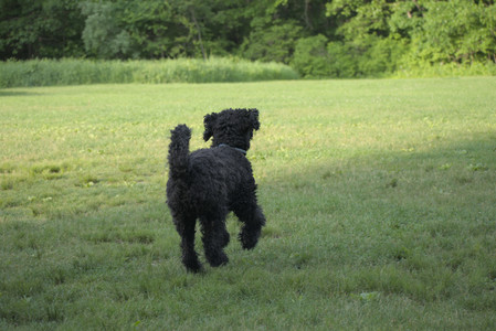 20250603_Birds of Cambridge and dog park__DSC0465_.jpg