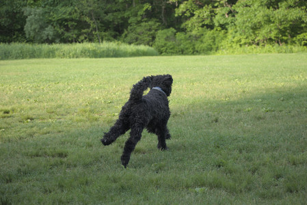 20250603_Birds of Cambridge and dog park__DSC0466_.jpg