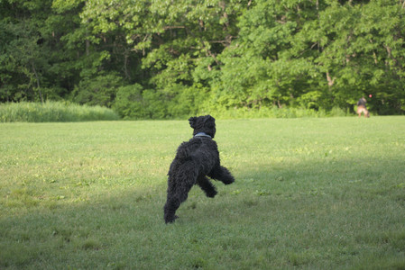 20250603_Birds of Cambridge and dog park__DSC0468_.jpg