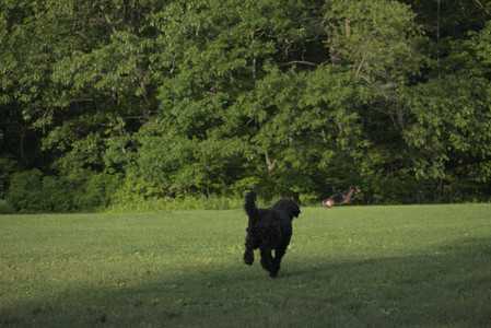20250603_Birds of Cambridge and dog park__DSC0470_.jpg
