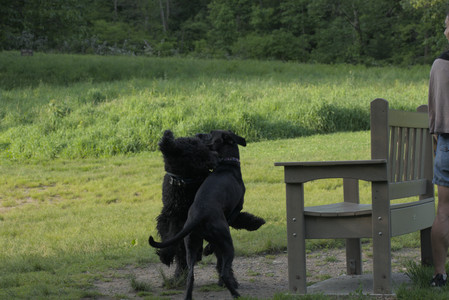 20250603_Birds of Cambridge and dog park__DSC0472_.jpg