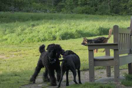 20250603_Birds of Cambridge and dog park__DSC0474_.jpg