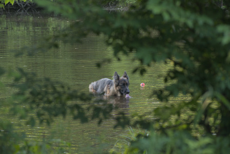 20250603_Birds of Cambridge and dog park__DSC0483_.jpg