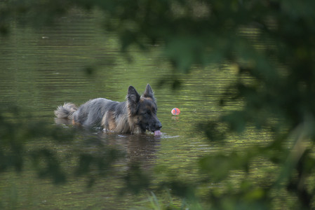 20250603_Birds of Cambridge and dog park__DSC0485_.jpg