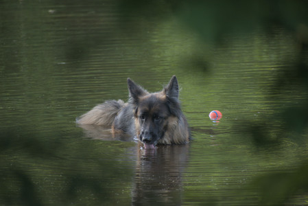 20250603_Birds of Cambridge and dog park__DSC0493_.jpg