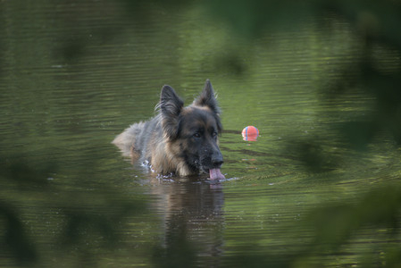 20250603_Birds of Cambridge and dog park__DSC0496_.jpg