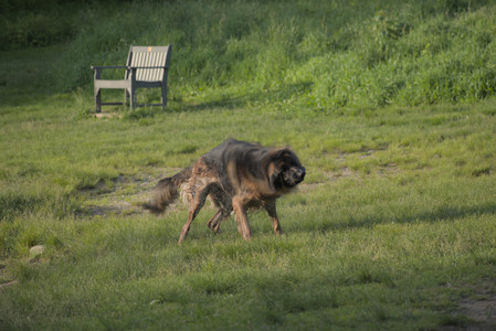 20250603_Birds of Cambridge and dog park__DSC0504_.jpg