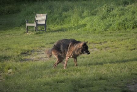 20250603_Birds of Cambridge and dog park__DSC0507_.jpg