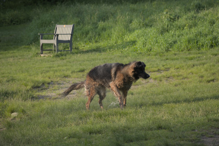 20250603_Birds of Cambridge and dog park__DSC0508_.jpg