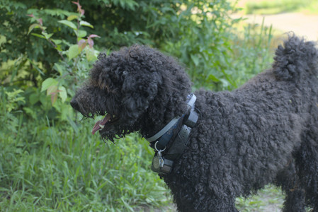 20250603_Birds of Cambridge and dog park__DSC0509_.jpg