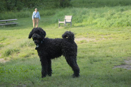 20250603_Birds of Cambridge and dog park__DSC0511_.jpg