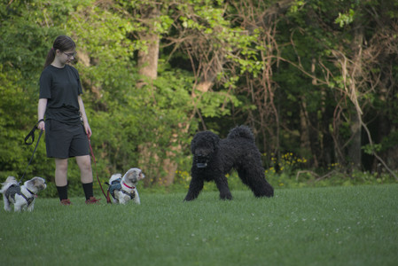 20250603_Birds of Cambridge and dog park__DSC0519_.jpg