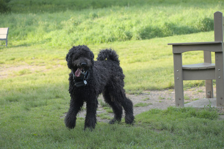 20250603_Birds of Cambridge and dog park__DSC0520_.jpg