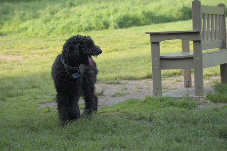 20250603_Birds of Cambridge and dog park__DSC0522_.jpg