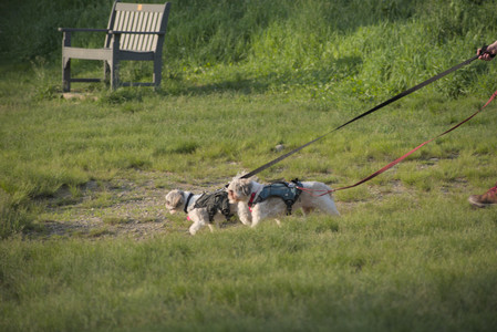 20250603_Birds of Cambridge and dog park__DSC0526_.jpg