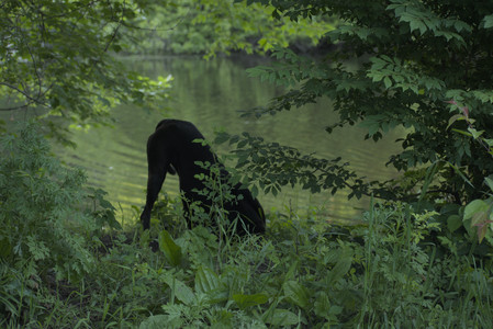 20250603_Birds of Cambridge and dog park__DSC0540_.jpg