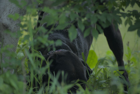 20250603_Birds of Cambridge and dog park__DSC0548_.jpg