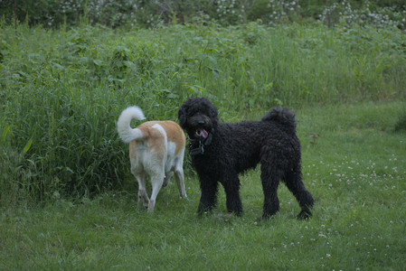 20250603_Birds of Cambridge and dog park__DSC0564_.jpg