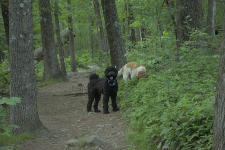 20250603_Birds of Cambridge and dog park__DSC0572_.jpg